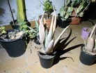 Aloe Vera ,Plantas habitación ,Planta medicinal 30cm
